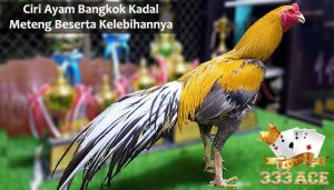 ayam bangkok asli thailand