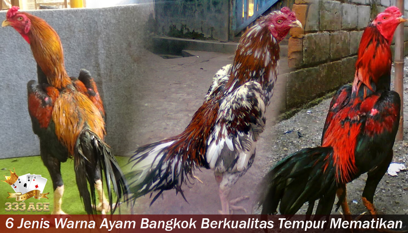 Warna Ayam Bangkok Berkualitas Tempur