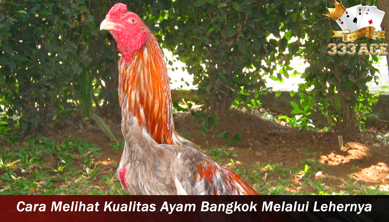 Cara Melihat Kualitas Ayam Bangkok Melalui Lehernya